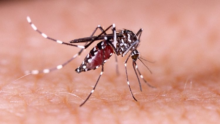 Confirman contagio de la primera dama con dengue y muertes por brote suben a seis en Paraguay