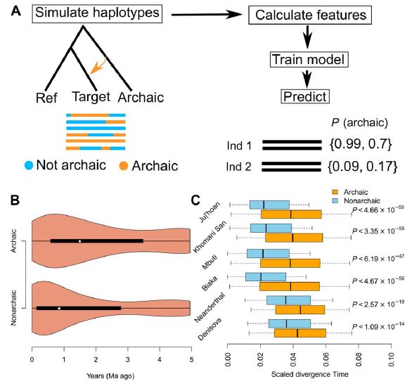 El algoritmo aprende y determina la diferencia temporal entre las diferentes variantes de ADN.