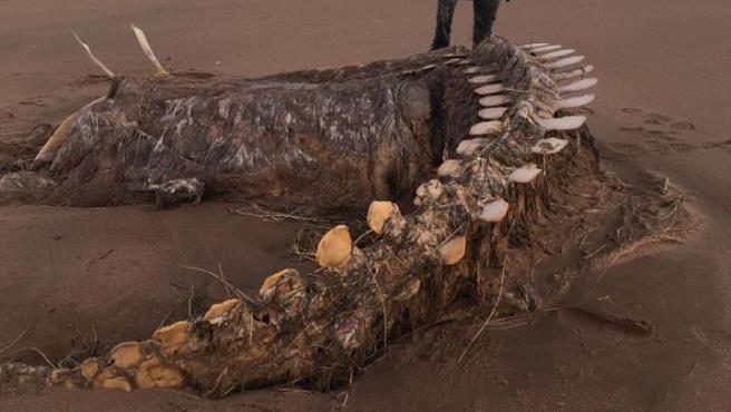 El extraño esqueleto apareció en una playa cerca de Aberdeen (Escocia).