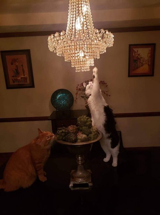 Clic para aumentar Curiosity .... cat