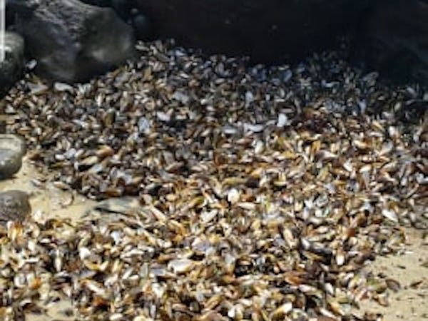 dead mussels