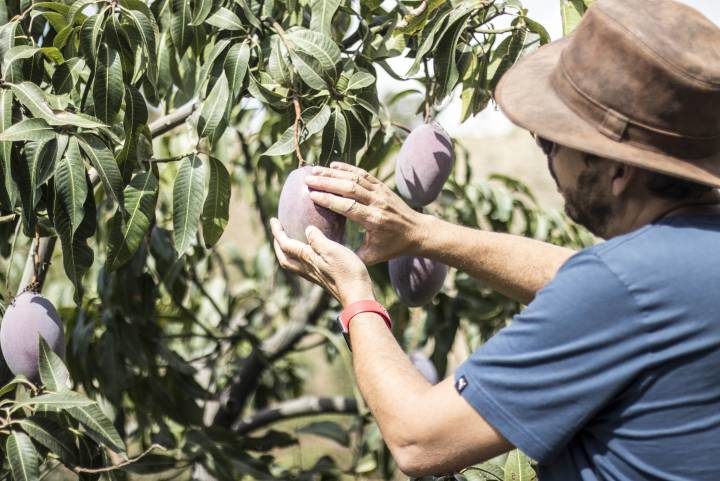 Un agricultor recoge mangos con el cuidado de quien coge a un bebé de dos meses.