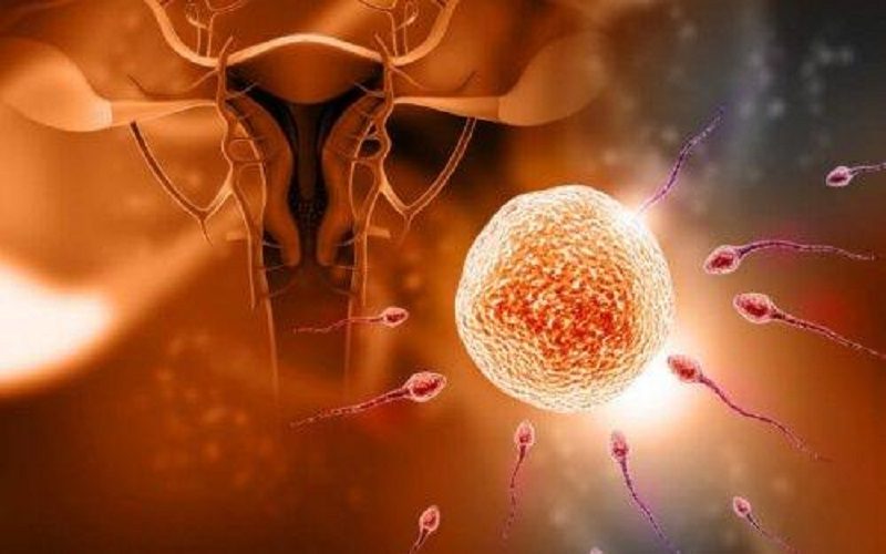 Estudio indica que el óvulo decide qué espermatozoide lo fecundará