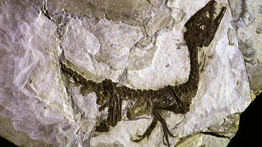 Fossil