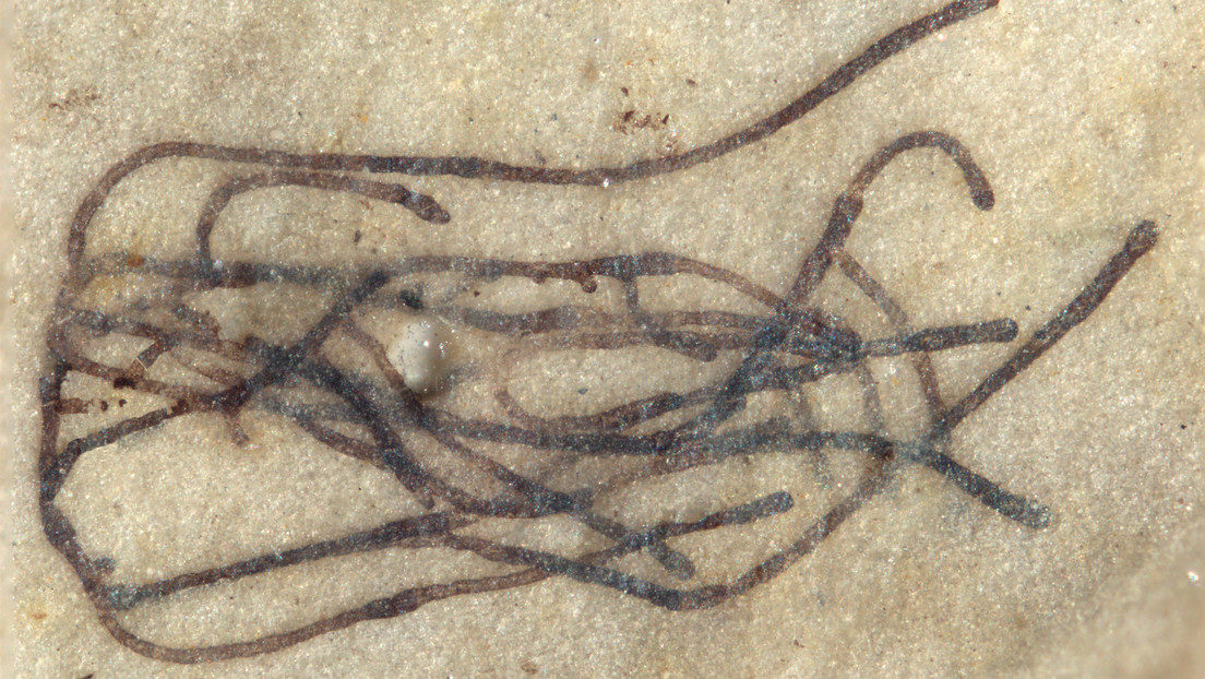 algae
