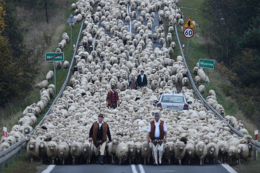 Clic para aumentar Meanwhile in Poland