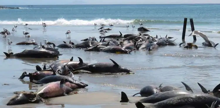 Probe launched after 86 dolphins die on beach