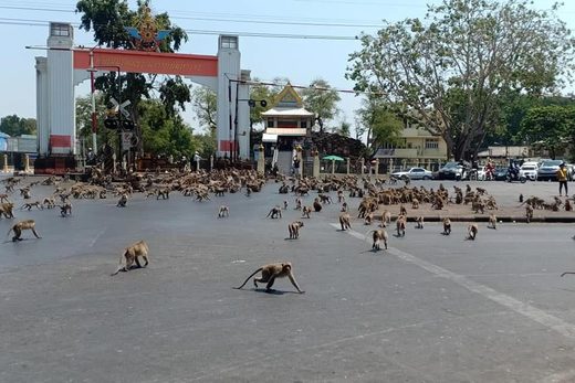 Clic para aumentar Coronavirus: cientos de monos pelean en las calles de Tailandia por falta de comida debido a la baja de turistas