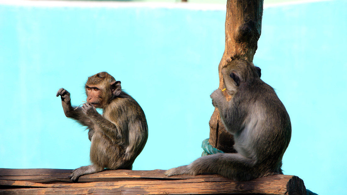 Estudio: Científicos chinos comprueban que los monos no se vuelven a contagiar de coronavirus