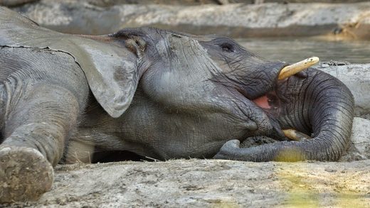 elefante durmiendo