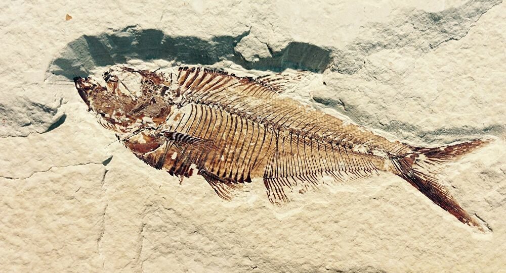 fossil