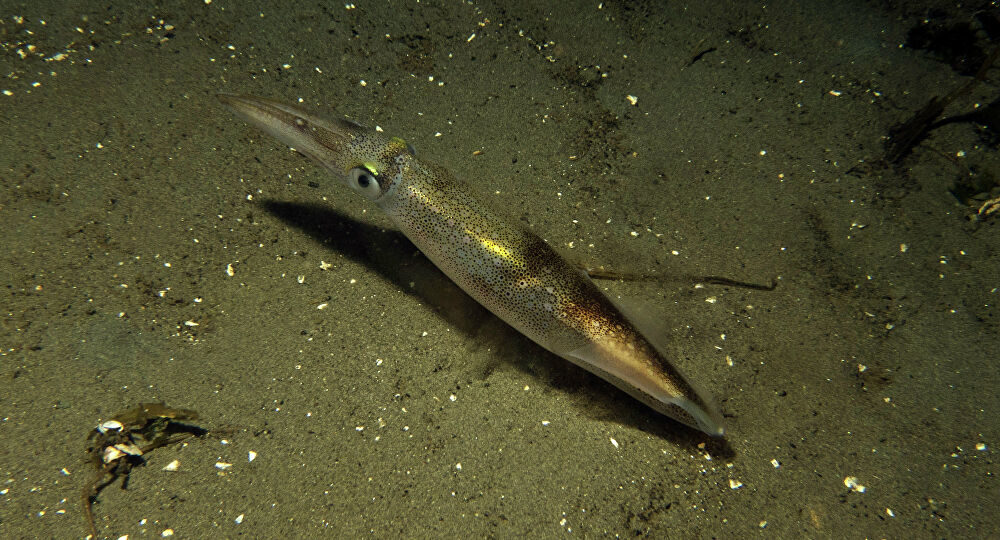  CC BY-SA 2.0 / Joshua Sera / opalescent squid