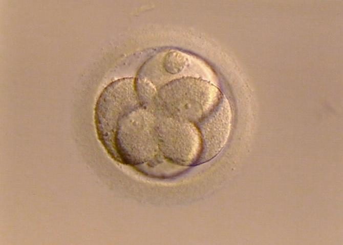óvulo fertilizado