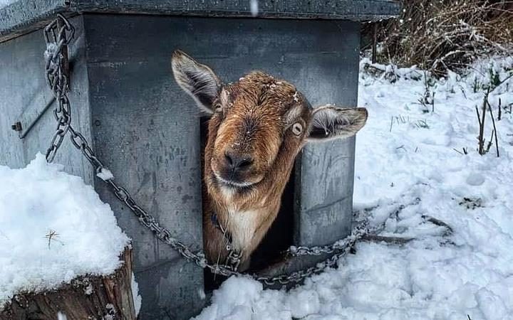 A goat in the snow in Kingston.