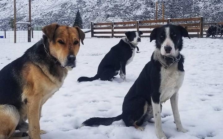 Dogs in the snow in Kingston.