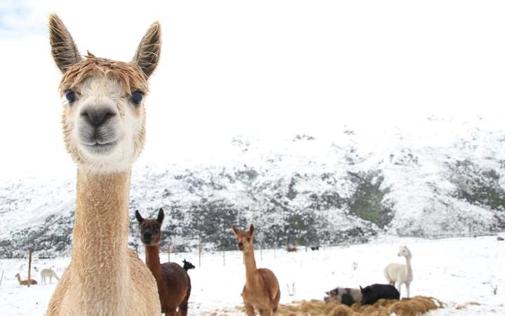 Alpacas in the snow in Kingston.