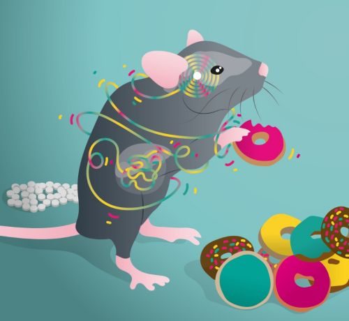 Mouse food donuts