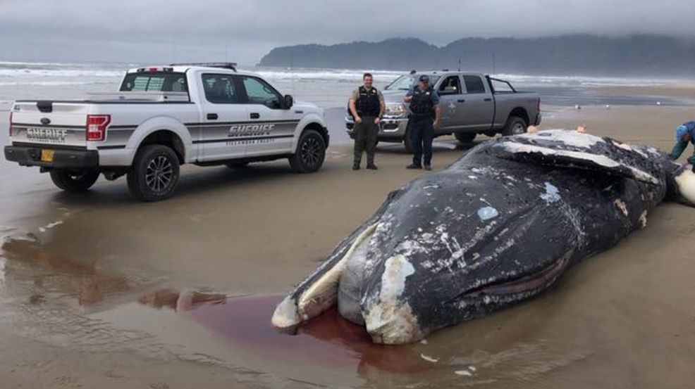 A gray whale washed ashore on the beach of the Sandlake Recreation Area north of Pacific City on April 18, 2020.