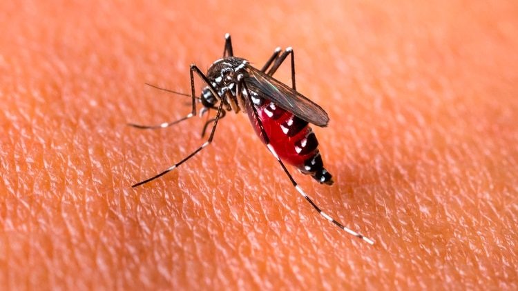 Epidemia de Dengue imparable en Argentina: hubo más de 12.000 casos en el último mes