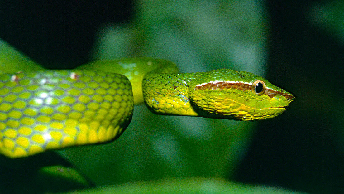 Descubierta una nueva especie de víbora venenosa en el norte de la India
