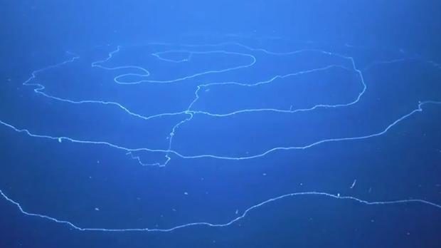 Un gigantesco Sifonóforo es captado flotando en el Océano Índico