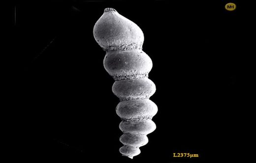 Dentalina globifera