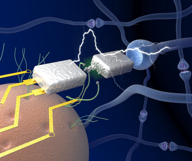 nanocables de proteínas