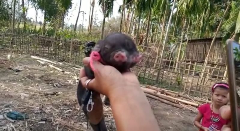 As soon as the news spread, villagers streamed to Inghi’s house to have a glimpse of the piglet.