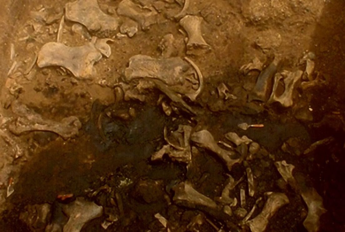 bear fossil