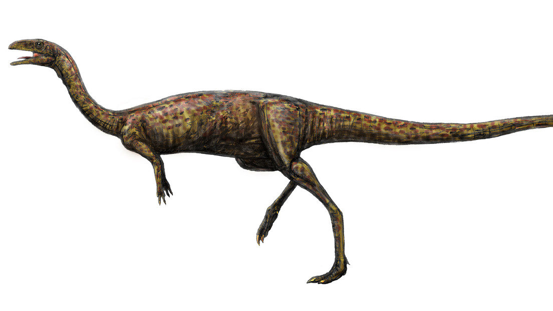 elaphrosaurUs