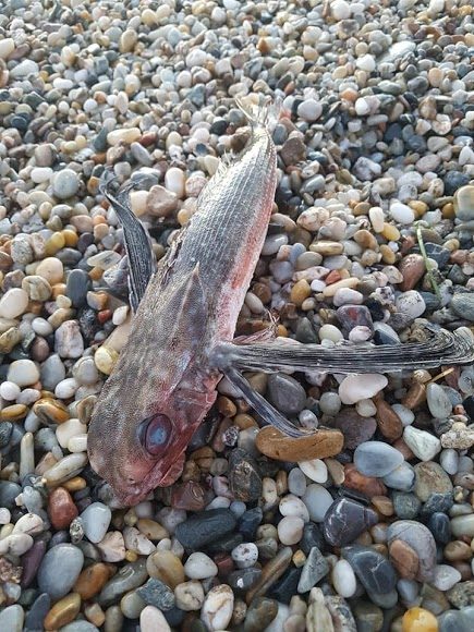 pez muerto