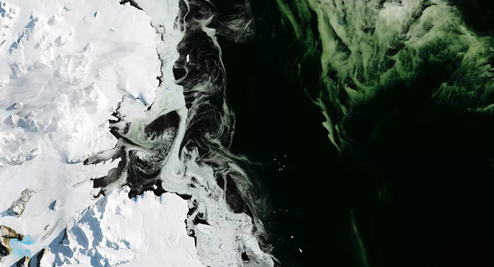 algae bloom antartica
