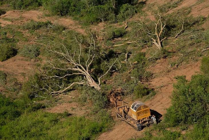 Imágenes de la NASA ponen en evidencia la magnitud del desmonte en Salta, Argentina