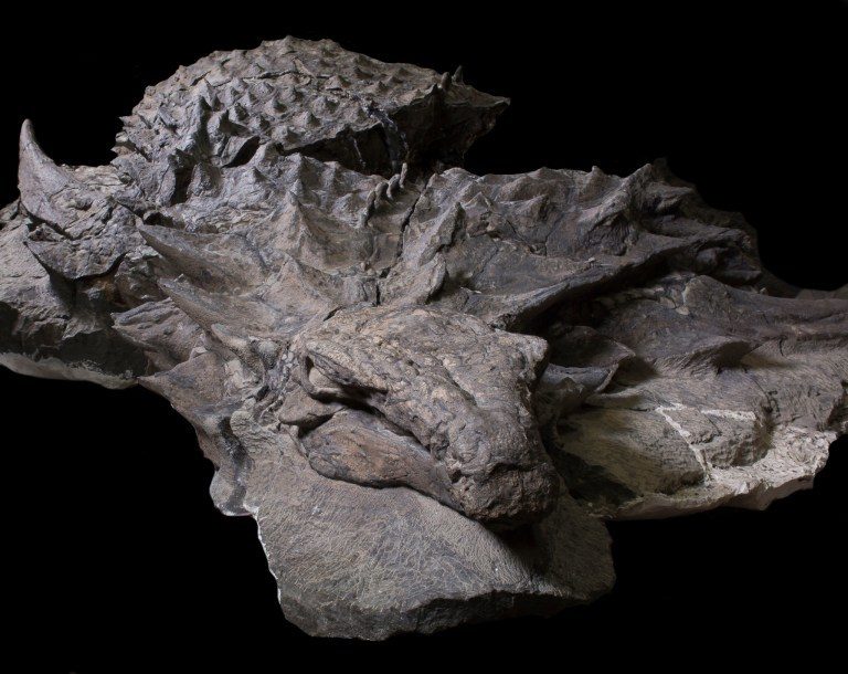 dinosaur bones