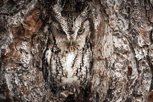 Clic para aumentar Mimicry