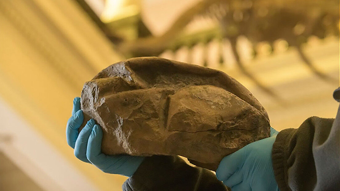 Dinosaur egg