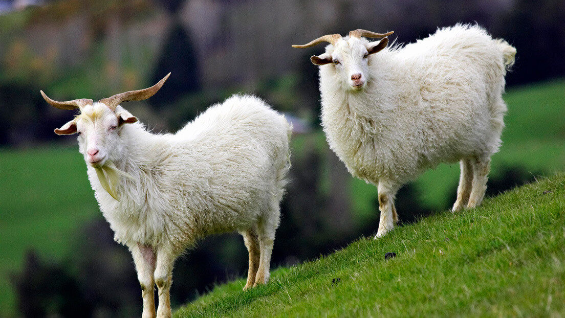 Goats cabras