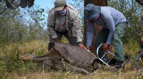 Tortugas gigantes,tortugas gigantes de las Galápagos regresan a casa después de ayudar a salvar su especie