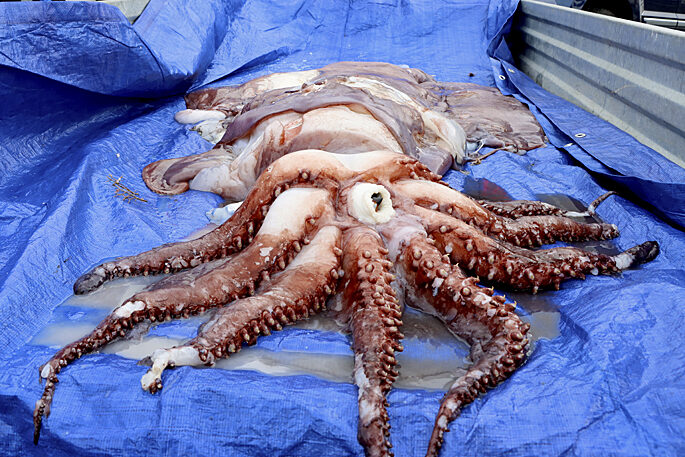 The giant squid caught near White Island this week.