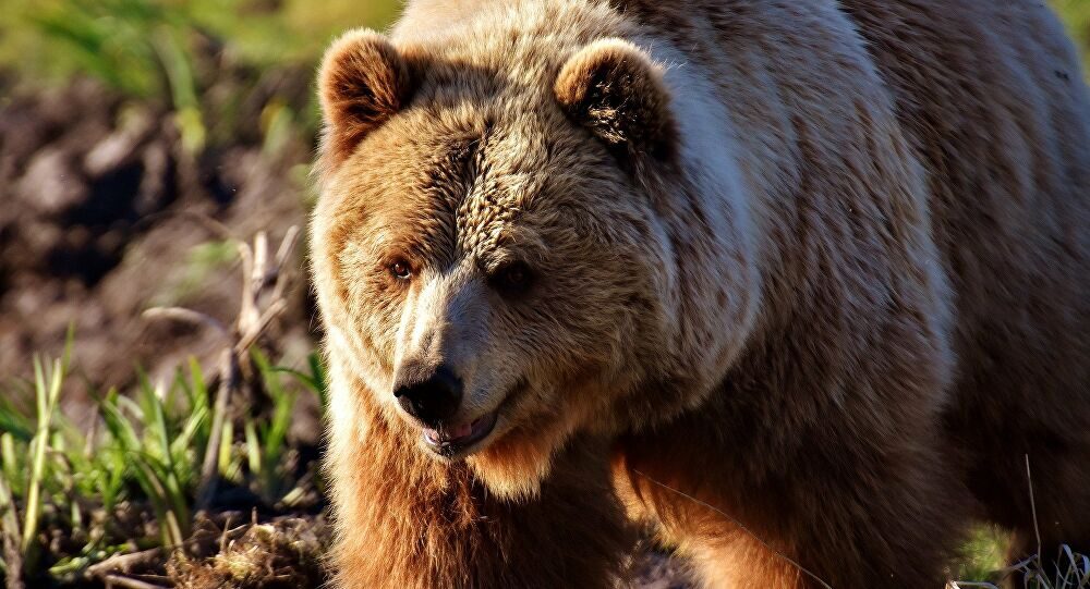oso bear