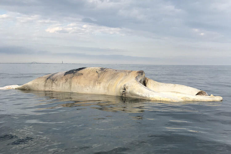 A dead North Atlantic right whale is seen off the coast of Long Island, New York in Sept. 2019.