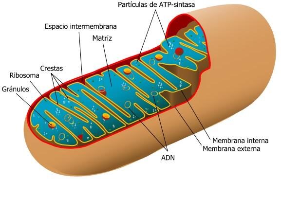 Mitocondria