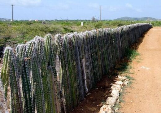 Clic para aumentar Fence