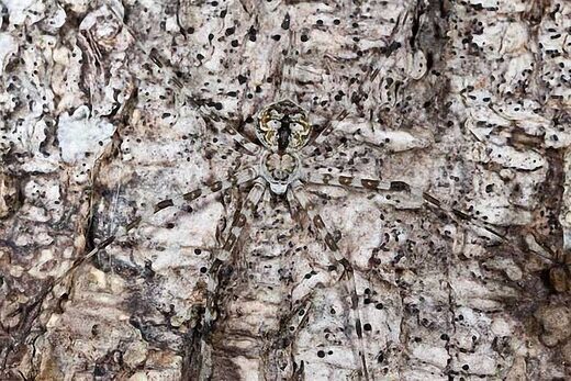 Clic para aumentar Camouflage