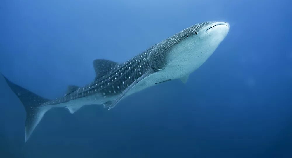 Estudio: Descubren que los tiburones ballena tienen minúsculos dientes alrededor de los ojos