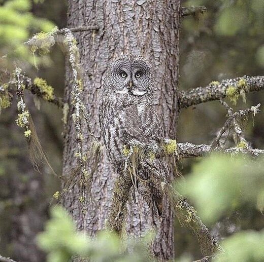 Clic para aumentar Camouflage
