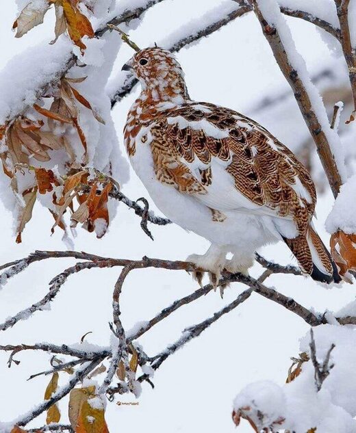 Clic para aumentar Camouflage