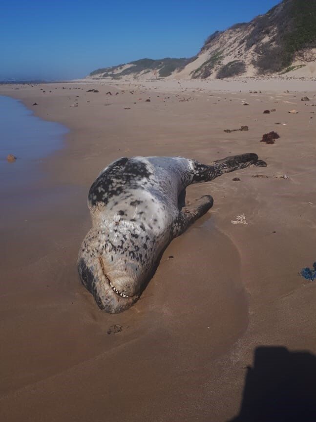 LONG WAY FROM HOME: The carcass of a young leopard seal was found on the beach at Cape Recife in Port Elizabeth recently