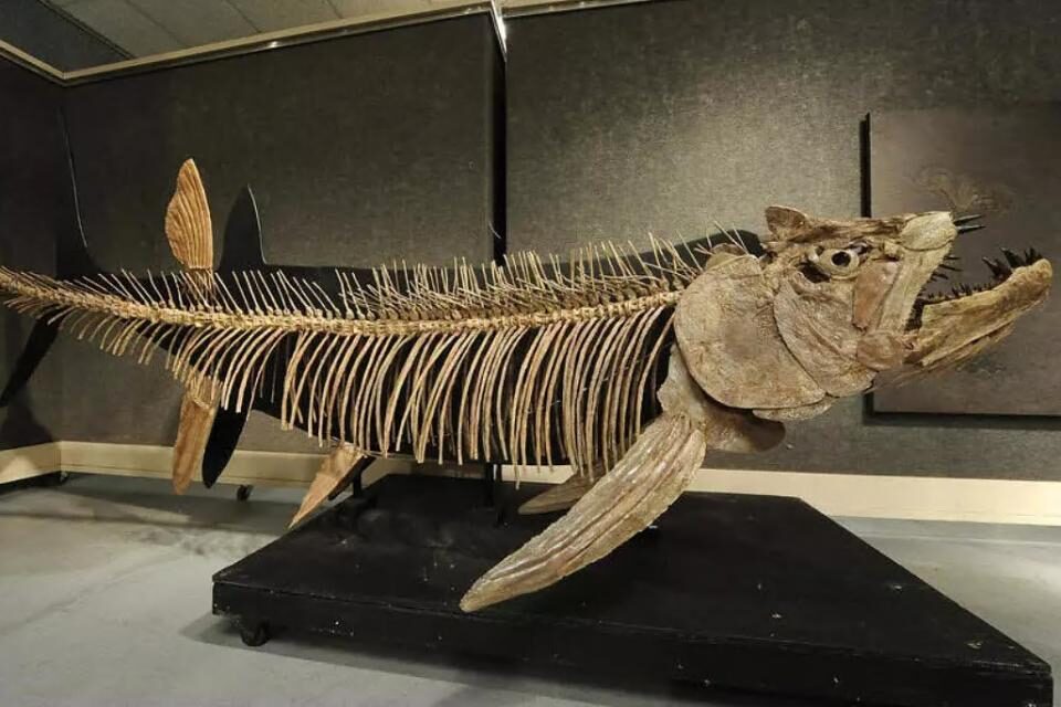 Encuentran fósil de pez gigante de 70 millones de años en Patagonia argentina