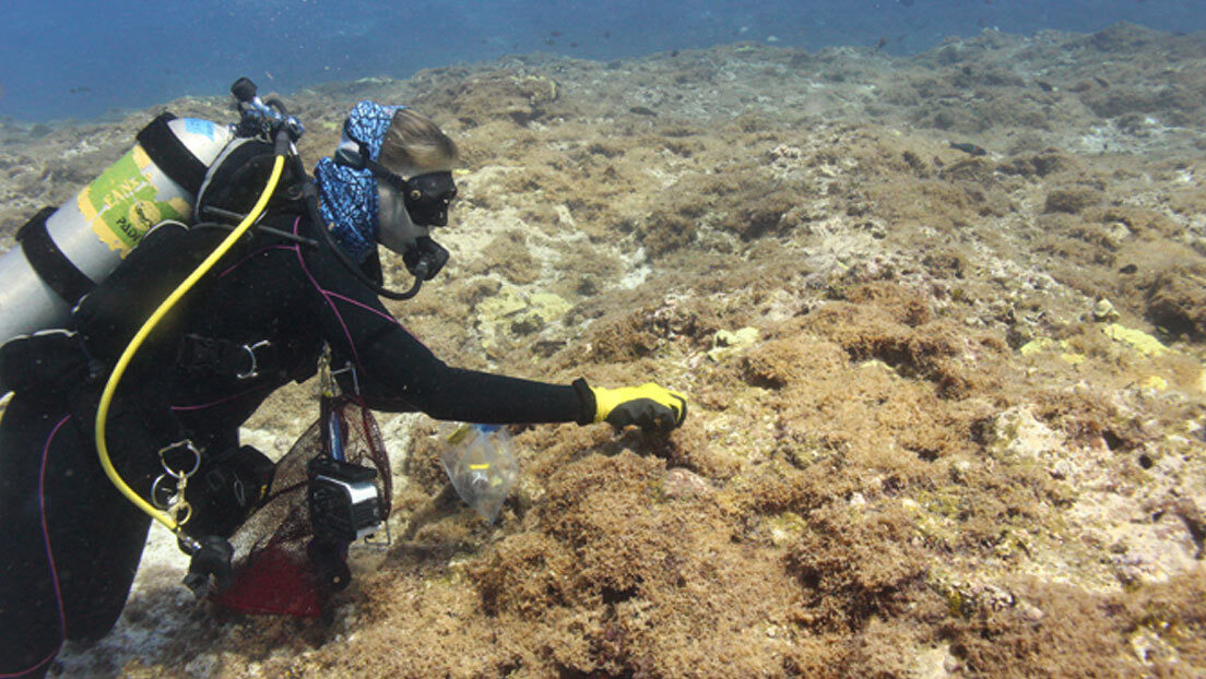 La nueva especie de algas en el atolón Pearl y Hermes.